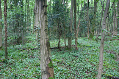 BUITEN BEELD Foto: 81572