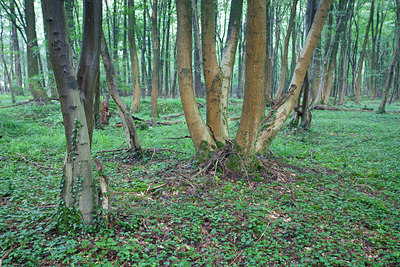 BUITEN BEELD Foto: 81581