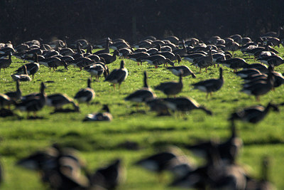 BUITEN BEELD Foto: 81610
