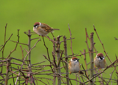 BUITEN BEELD Foto: 81616