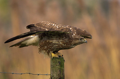 BUITEN BEELD Foto: 81621