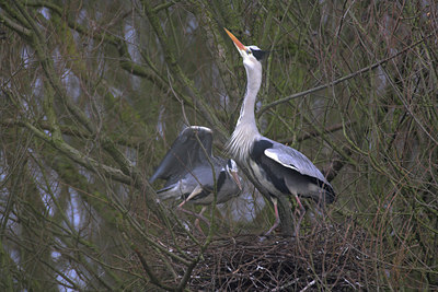 BUITEN BEELD Foto: 81622