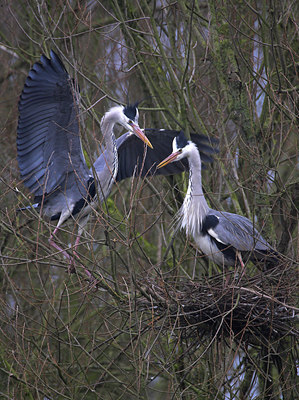 BUITEN BEELD Foto: 81624