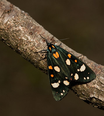 BUITEN BEELD Foto: 81698