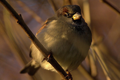 BUITEN BEELD Foto: 81702
