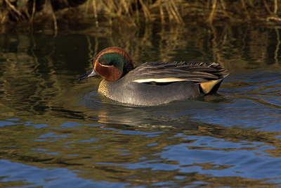 BUITEN BEELD Foto: 81707