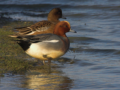 BUITEN BEELD Foto: 81712