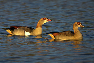BUITEN BEELD Foto: 81713