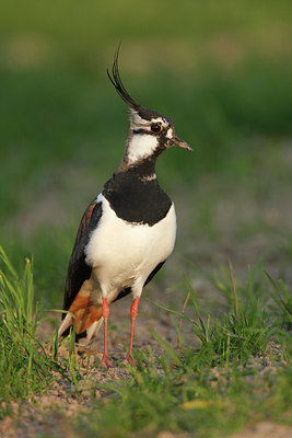 BUITEN BEELD Foto: 81718