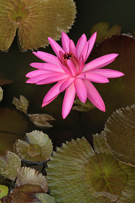 BUITEN BEELD Foto: 81744