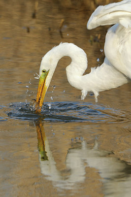 BUITEN BEELD Foto: 81830