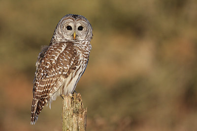 BUITEN BEELD Foto: 81888
