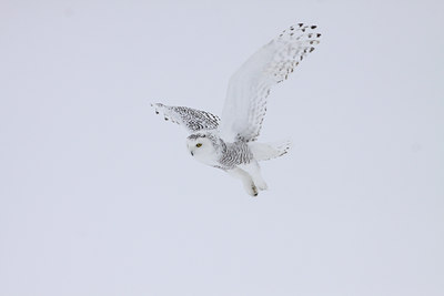 BUITEN BEELD Foto: 81891