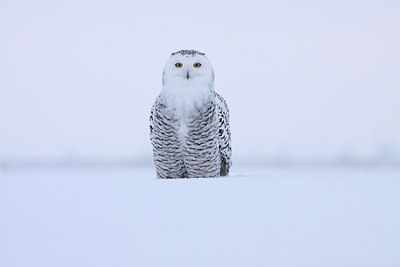 BUITEN BEELD Foto: 81895