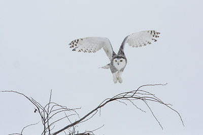 BUITEN BEELD Foto: 81925
