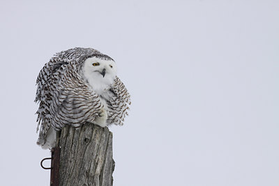 BUITEN BEELD Foto: 81928