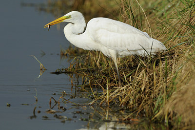 BUITEN BEELD Foto: 82003