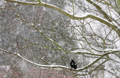 BUITEN BEELD Foto: 82007