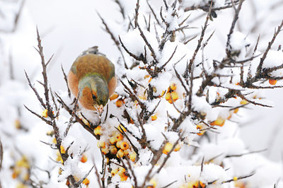 BUITEN BEELD Foto: 82037