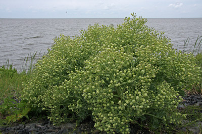 BUITEN BEELD Foto: 82067