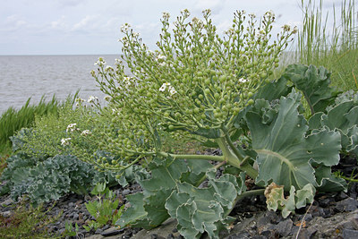 BUITEN BEELD Foto: 82085