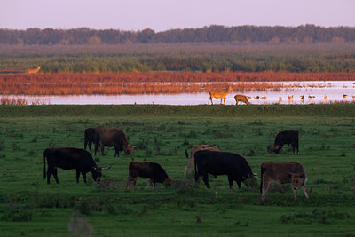 BUITEN BEELD Foto: 82140