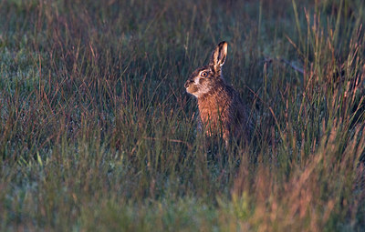 BUITEN BEELD Foto: 82141