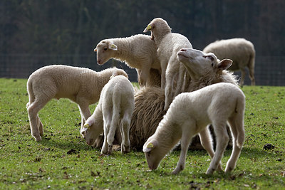 BUITEN BEELD Foto: 82144