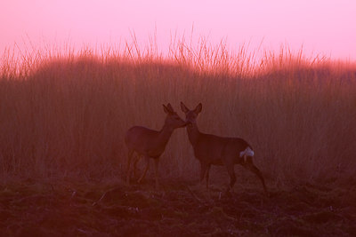 BUITEN BEELD Foto: 82164