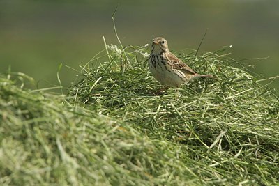 BUITEN BEELD Foto: 82172