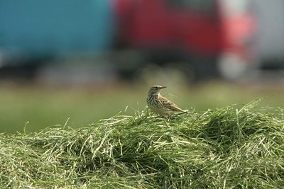 BUITEN BEELD Foto: 82173