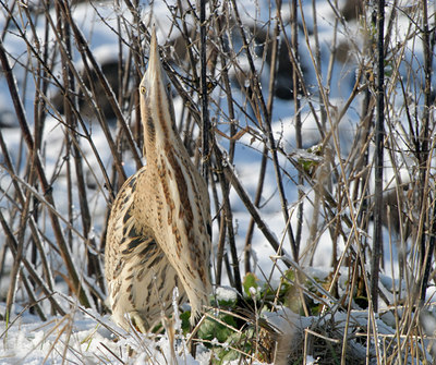 BUITEN BEELD Foto: 82214