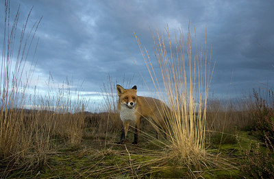 BUITEN BEELD Foto: 82256