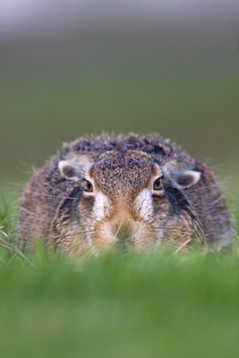 BUITEN BEELD Foto: 82259