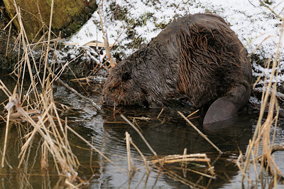 BUITEN BEELD Foto: 82281
