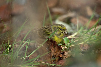 BUITEN BEELD Foto: 82322
