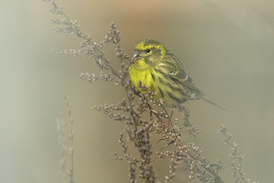 BUITEN BEELD Foto: 82326