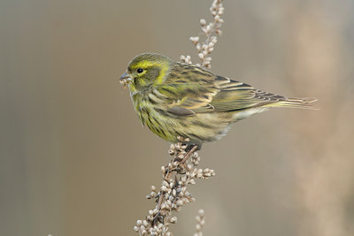 BUITEN BEELD Foto: 82330