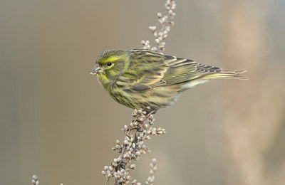 BUITEN BEELD Foto: 82331
