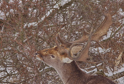 BUITEN BEELD Foto: 82356
