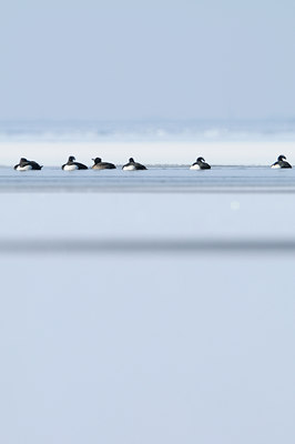 BUITEN BEELD Foto: 82368