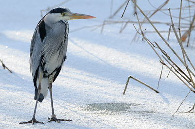 BUITEN BEELD Foto: 82372