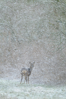 BUITEN BEELD Foto: 82386