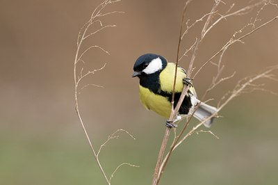 BUITEN BEELD Foto: 82421