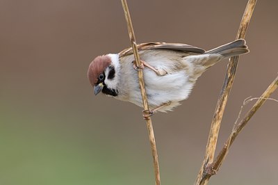 BUITEN BEELD Foto: 82423