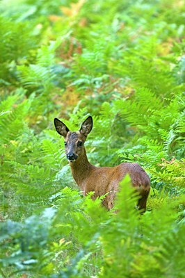 BUITEN BEELD Foto: 82425