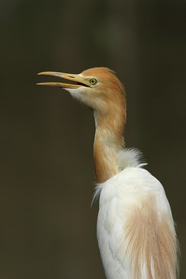 BUITEN BEELD Foto: 82434