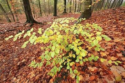 BUITEN BEELD Foto: 82447