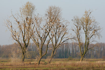 BUITEN BEELD Foto: 82463