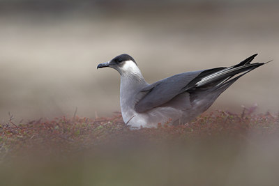 BUITEN BEELD Foto: 82472